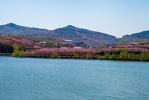 山东蒙阴岱崮地貌桃花盛开