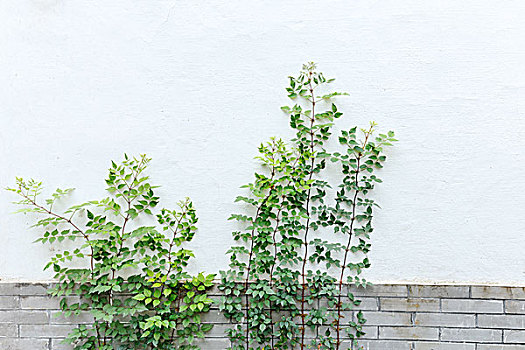 植物,白墙