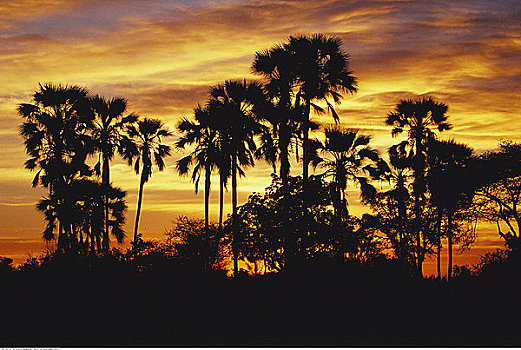 小树林,棕榈树,日落