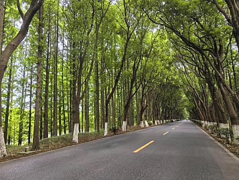 沪杭公路,最美公路