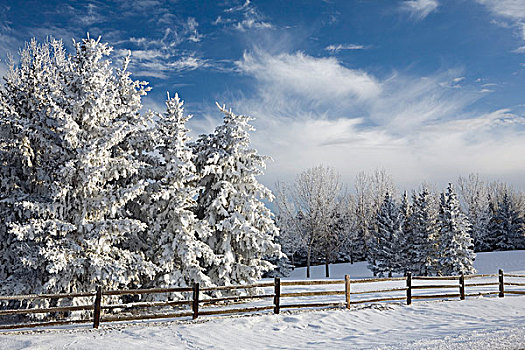 卡尔加里,艾伯塔省,加拿大,积雪,常青树,木篱