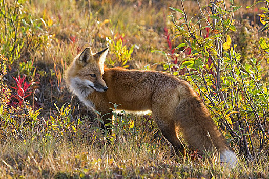 红狐,站立,秋叶,靠近,多彩,德纳里峰国家公园,室内,阿拉斯加,秋天