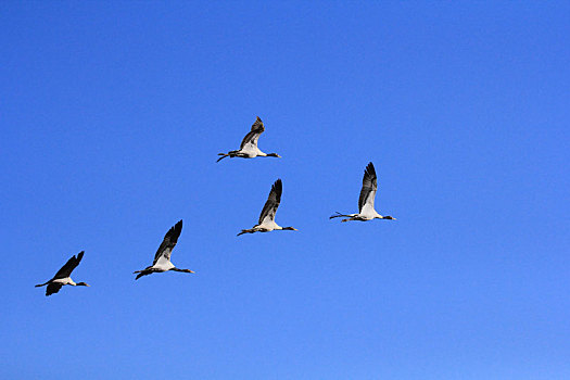 在蓝天下飞行的五只黑颈鹤