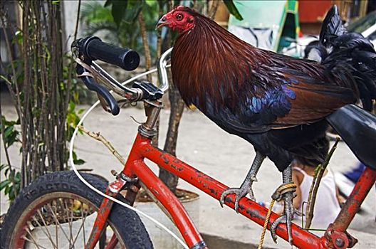 菲律宾,吕宋岛,马尼拉,公鸡,站立,自行车架