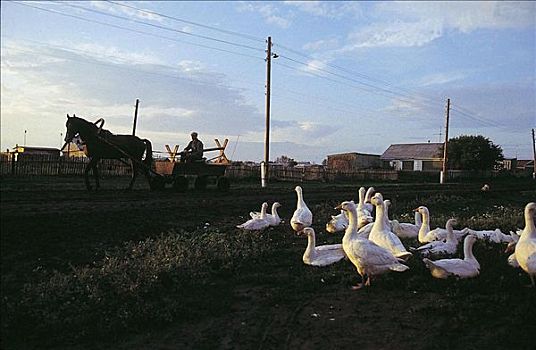 鹅,地点,鸟,马车,西伯利亚,俄罗斯,动物,牲畜