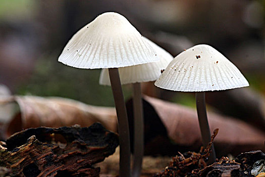 蘑菇,格尔德兰,荷兰