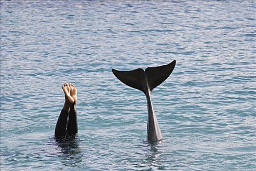 女人,海豚,水中,展示,脚,鳍,威廉斯塔德,荷属列斯群岛,加勒比海