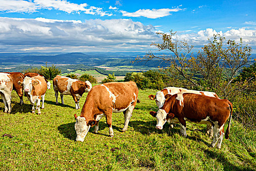 德国,图林根州,靠近,山,牛,放牧,牧场