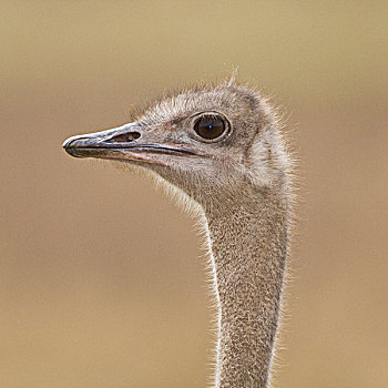 非洲,坦桑尼亚,雌性,鸵鸟,恩戈罗恩戈罗,国家公园