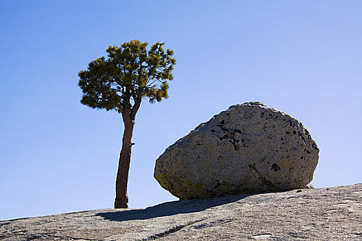 松树,石头,优胜美地国家公园,加利福尼亚,美国