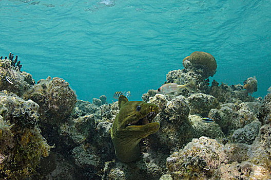 绿色,海鳗,裸胸鳝属,灯塔,礁石,环礁,伯利兹