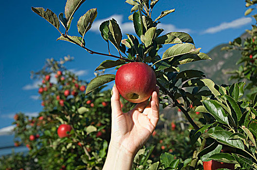 挑选,红色,苹果,树,苹果园,特兰迪诺,南蒂罗尔,意大利,欧洲