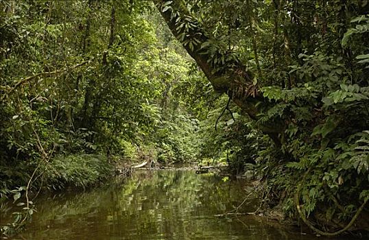 河,树,亚马逊雨林,厄瓜多尔,南美