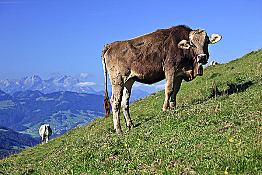 德国,巴伐利亚,阿尔卑斯山,山脉,母牛,瑞士