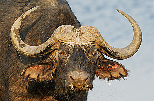 南非水牛,非洲水牛,特写,公牛,乔贝国家公园,博茨瓦纳,非洲
