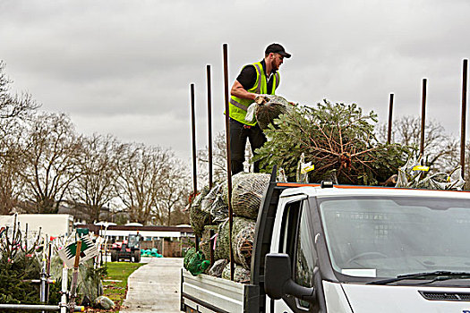 一个,男人,装载,卡车,松树,圣诞树,市场