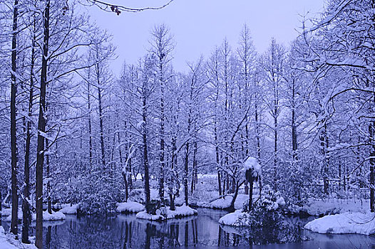 雪景