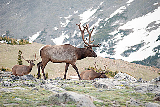 麋鹿,雄性动物,落基山国家公园,科罗拉多,美国