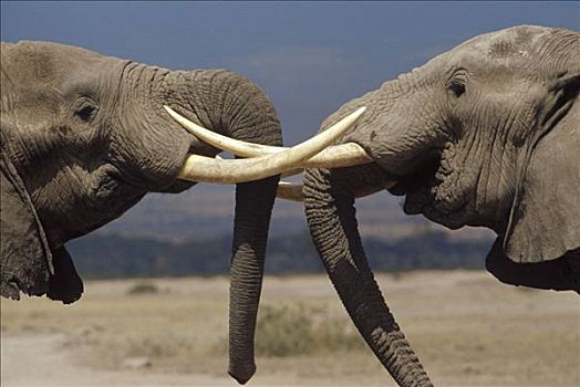 非洲象,雄性动物,问候,仪式,安伯塞利国家公园,肯尼亚