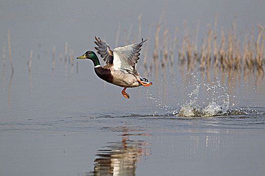 野鸭,绿头鸭,成年,雄性,飞行,起飞,水,自然保护区,英格兰,英国,欧洲