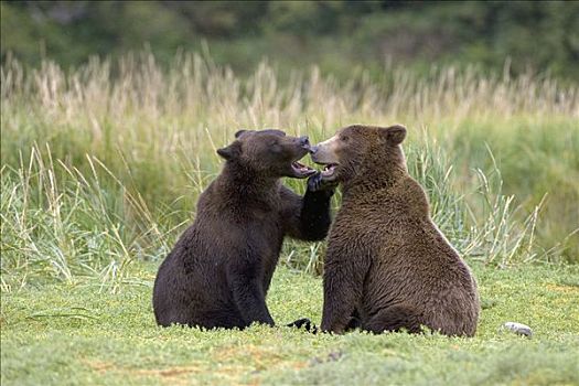 大灰熊,棕熊,一对,打闹,卡特麦国家公园,阿拉斯加
