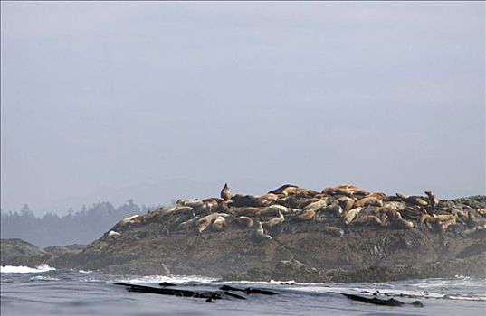 海狮,太平洋,海岸,温哥华岛,不列颠哥伦比亚省,加拿大