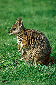 雌性,幼兽,育儿袋,澳大利亚