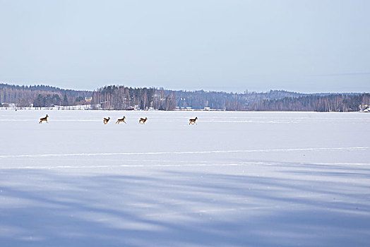 鹿,冰,湖,冬天,风景,芬兰