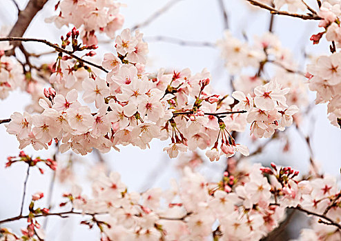 春季开放的樱花