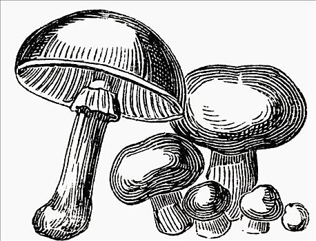 蘑菇,插画
