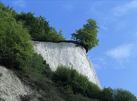 树,侵蚀,白垩断崖,瞭望点,雅斯蒙德国家公园,吕根岛,梅克伦堡前波莫瑞州,德国,欧洲