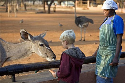 纳米比亚,埃龙戈区,上半身,女性,捻角羚,羚羊,游戏,公园,胡萝卜,男孩