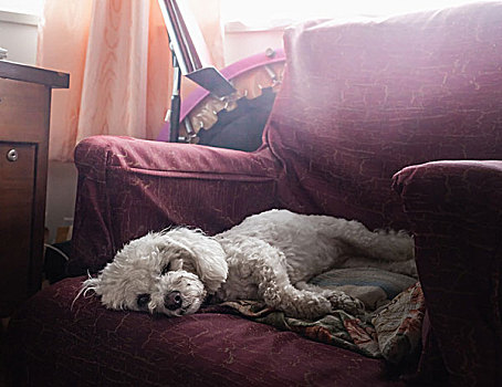狗,睡觉,扶手椅