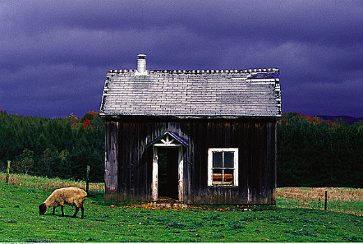 绵羊,放牧,地点,靠近,小屋
