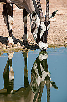 南非大羚羊,羚羊,喝,水坑,卡拉哈迪大羚羊国家公园,北开普,南非,非洲