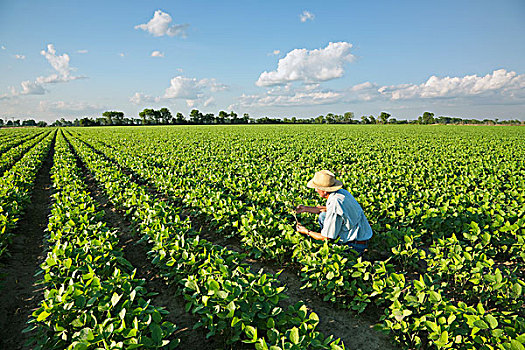 农业,农民,生长,作物,大豆,靠近,阿肯色州,美国