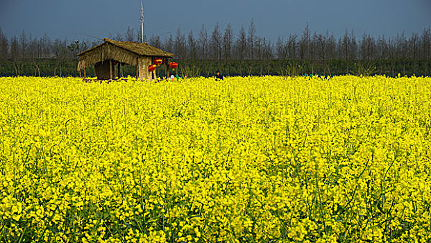 上海,奉贤,油菜花,灯笼