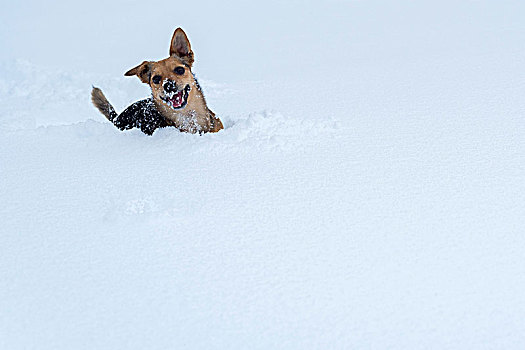 小,梗犬,玩,大雪
