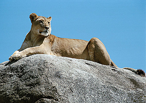 非洲,坦桑尼亚,雌狮,躺着,石头