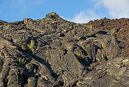 植物,火山岩,基拉韦厄火山,夏威夷大岛,夏威夷,美国,北美
