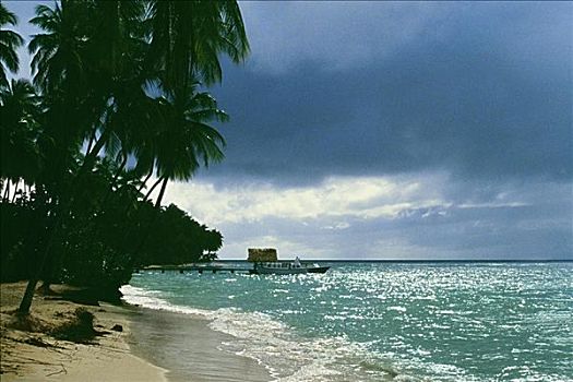 景色,海滩,排列,棕榈树,多巴哥岛,加勒比海