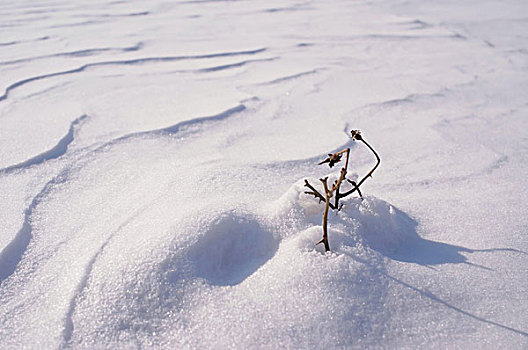 中国冬季白色的雪覆盖着的树林