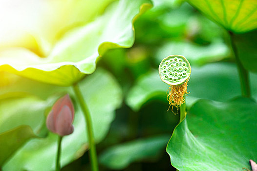 生长中的莲子,植物