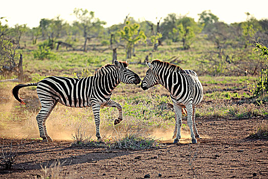 斑马,马,成年,两个男人,争斗,交际,动作,克鲁格国家公园,南非,非洲