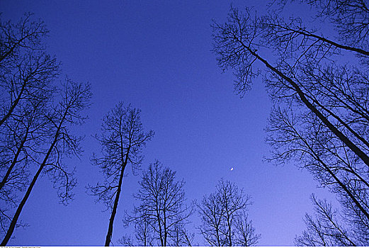 树,天空,夜晚