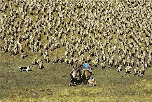 羊群,哺乳动物,男人,骑马,风景,农业,草原,阿根廷,南美