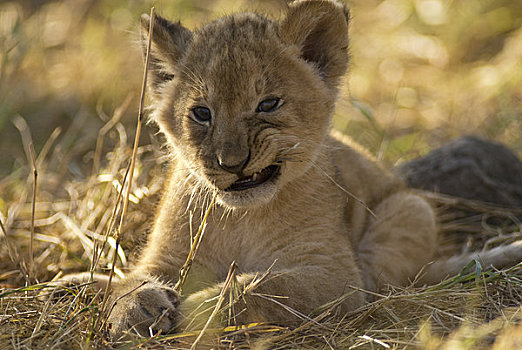 幼狮,咀嚼,草地