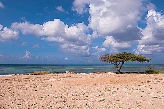 孤木,海滩,阿鲁巴,小安的列斯群岛,加勒比