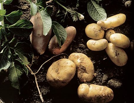 种类,土豆,静物
