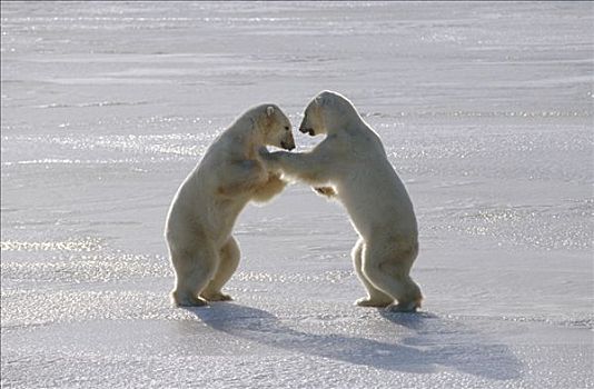 北极熊,一对,打斗,丘吉尔市,曼尼托巴,加拿大